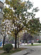 西安的风景一