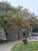 西安的风景 二