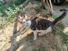 小猫一