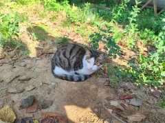 小猫二